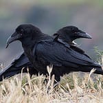 ravens