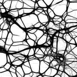 neurons