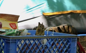 Squirrel photograph by Tom Taker