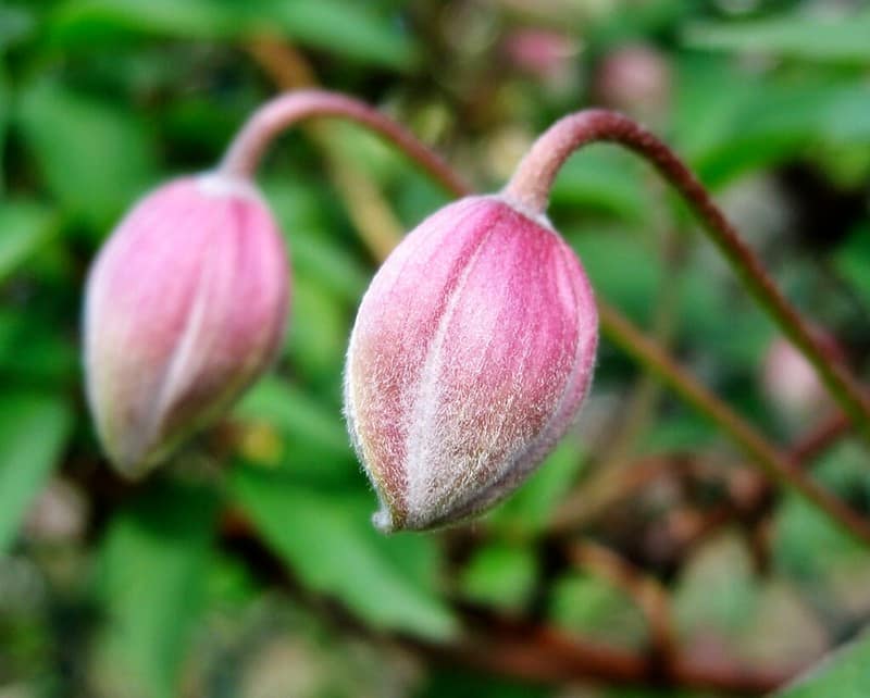 Two Buds Just Hanging Out, by Lisa Ruokis